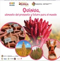 Quinua, el alimento del presente y futuro para el mundo